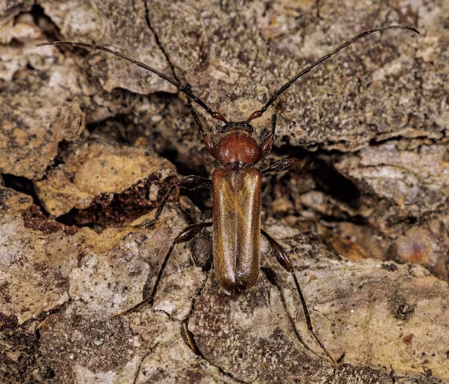 Phymatodes testaceus