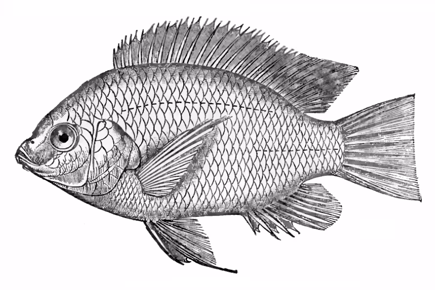 Tilapia del Nilo