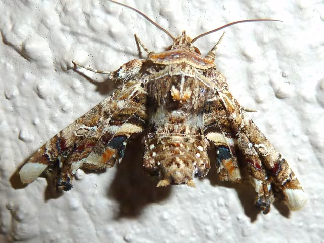 Eutelia adulatrix