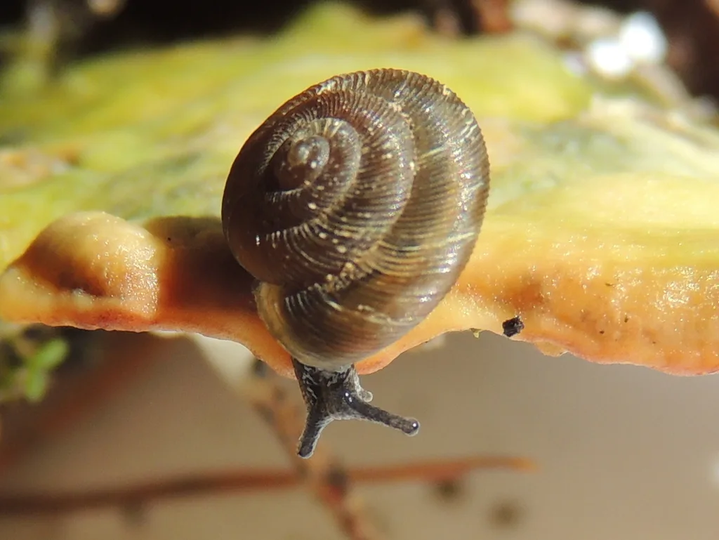 Discus ruderatus