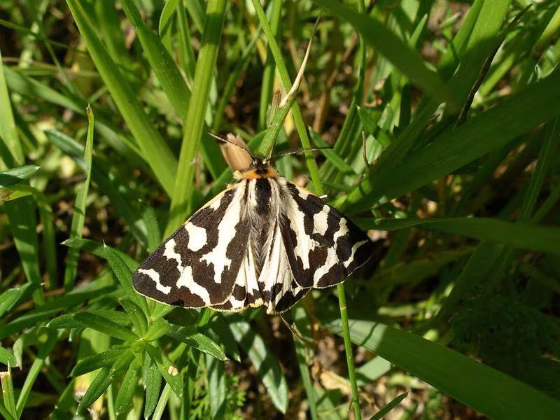 Arctia plantaginis
