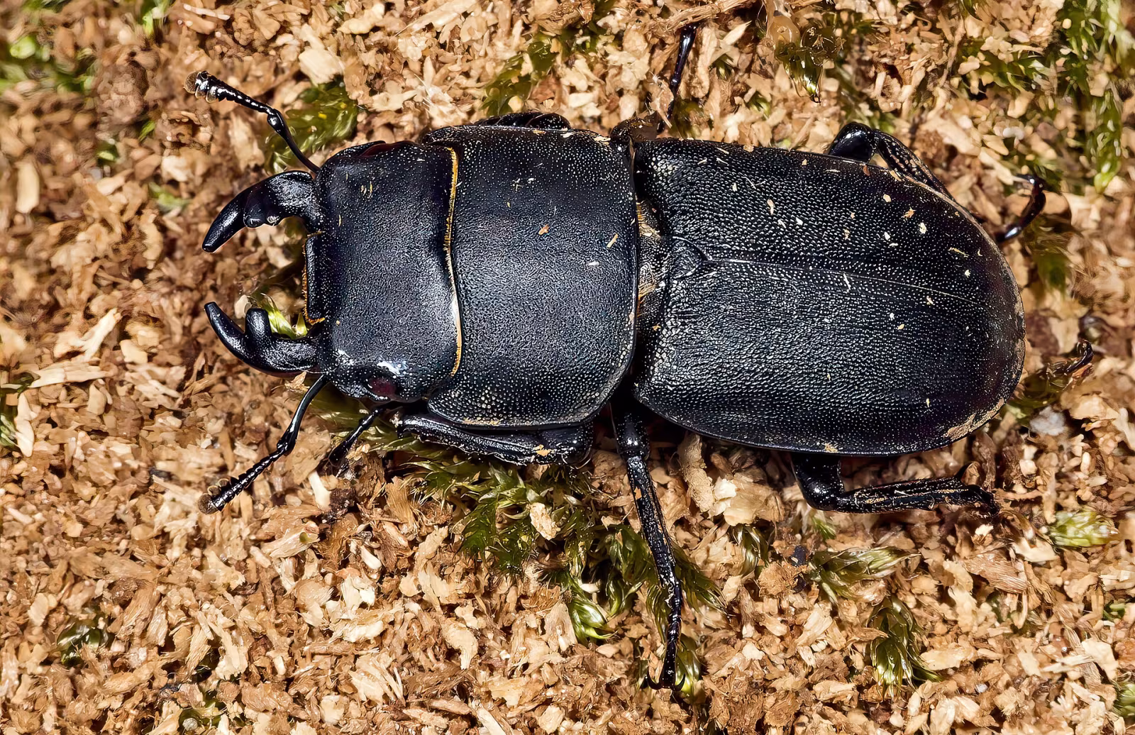 Dorcus parallelipipedus