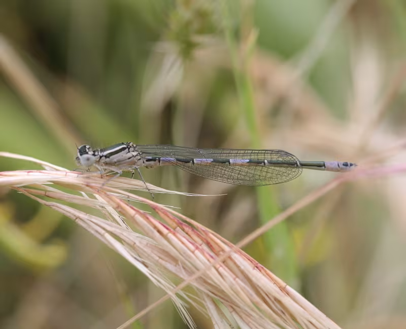 Azzurrina mediterranea