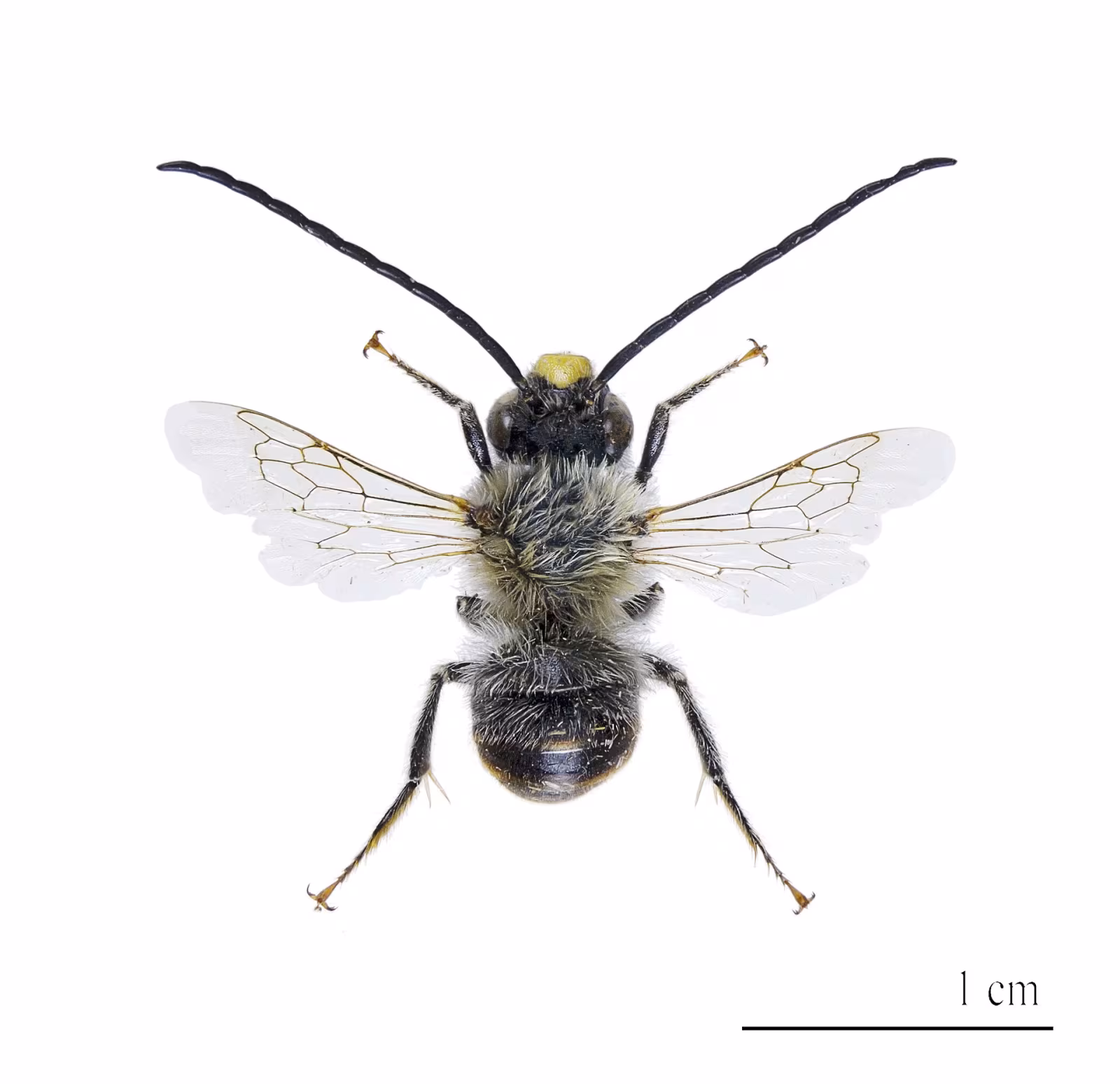 Eucera nigrescens