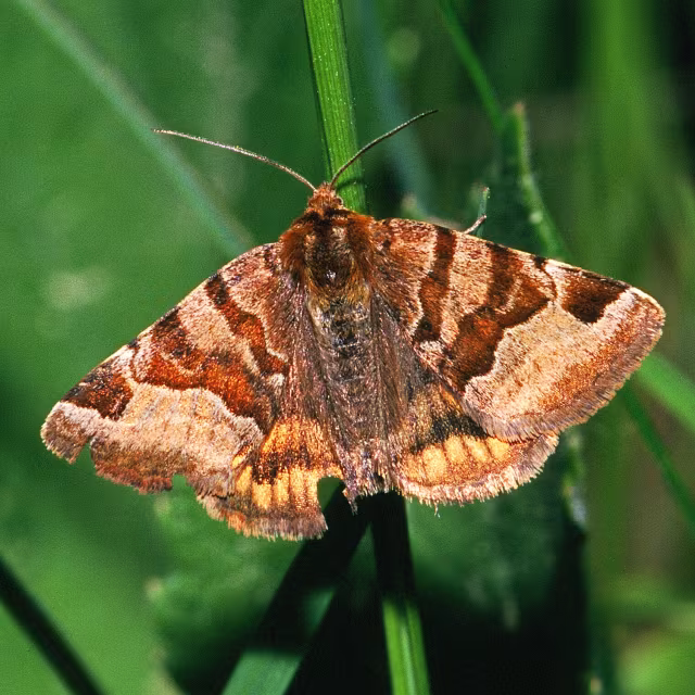 Euclidia portaglifo
