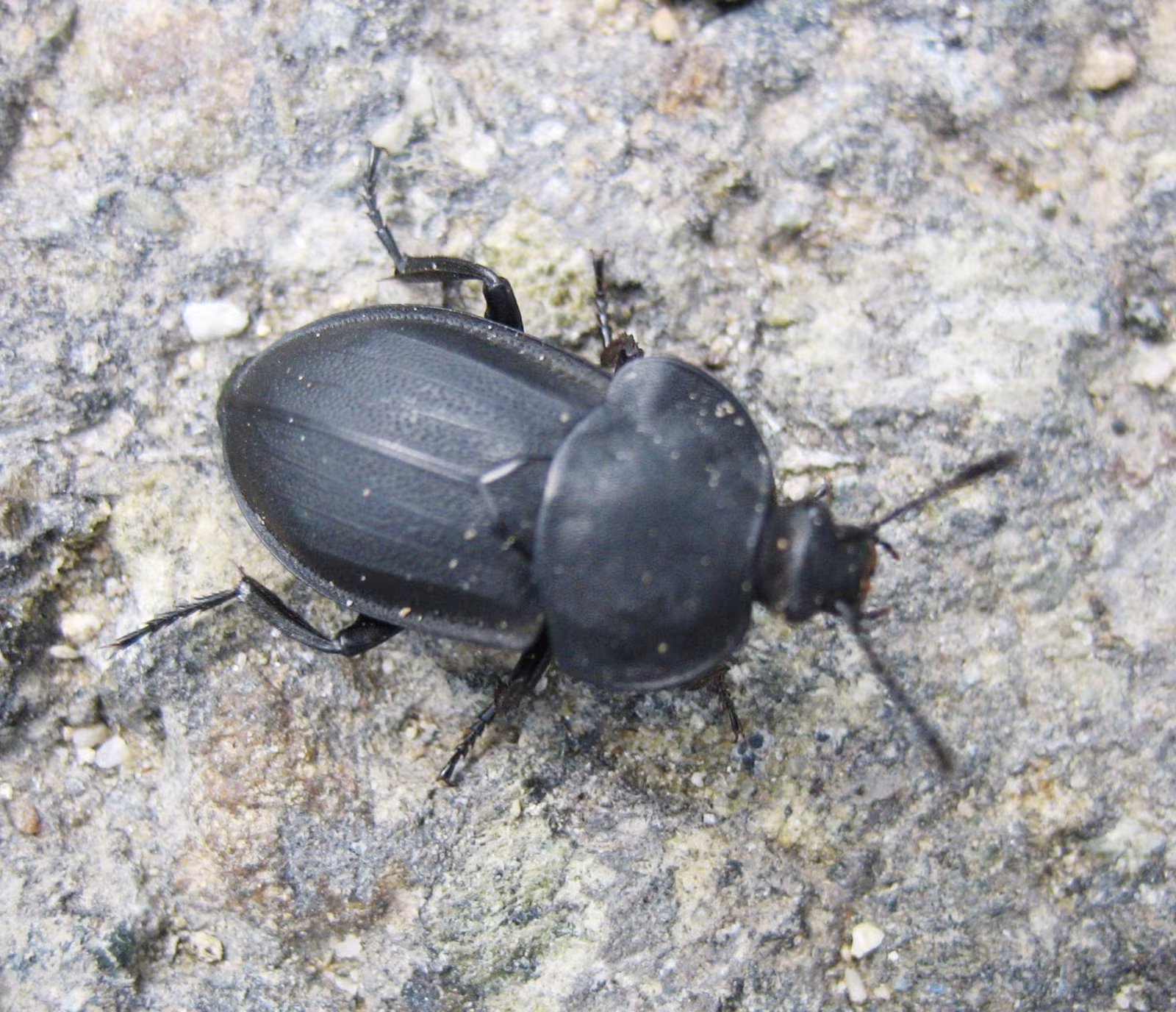 Silpha obscura