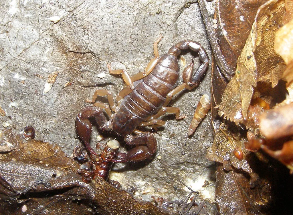 Euscorpius carpathicus