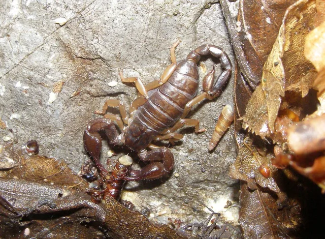 Euscorpius carpathicus