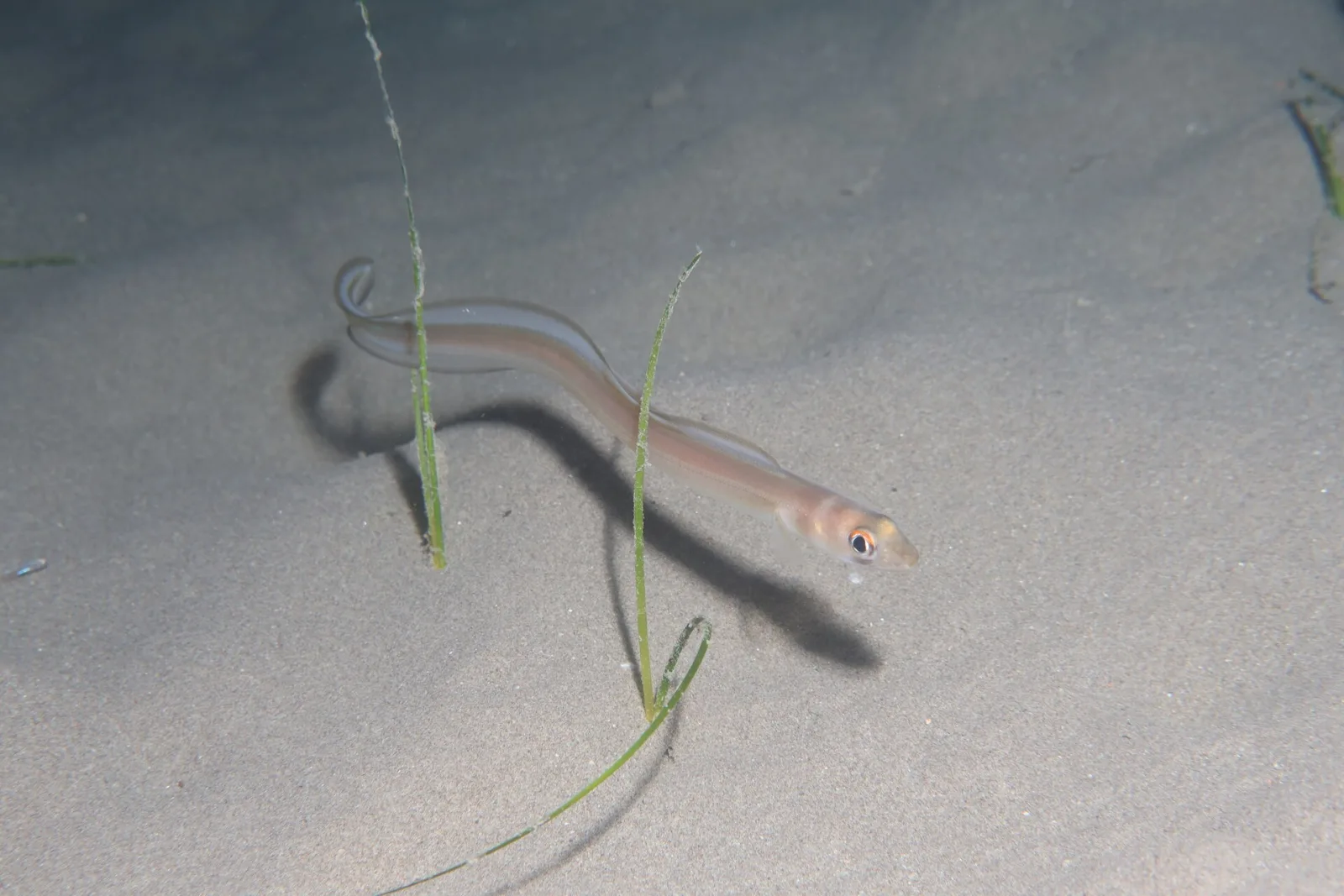 Bandtooth Conger