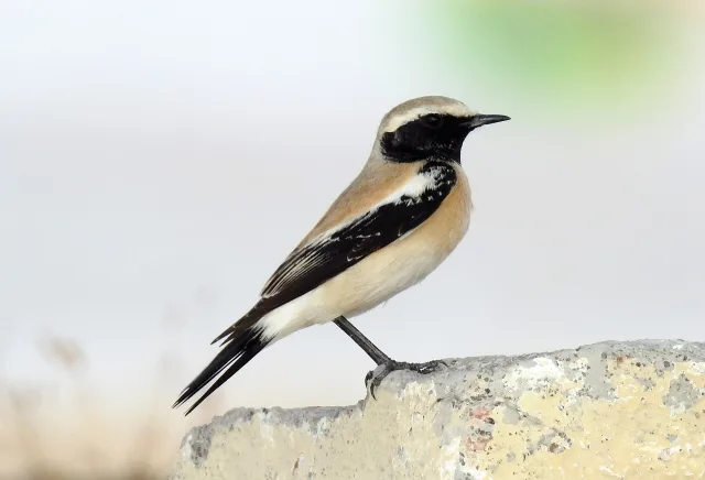 Monachella del deserto