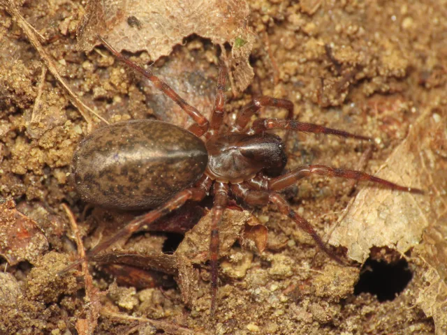 Pireneitega garibaldii