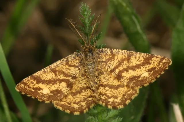 Ematurga atomaria