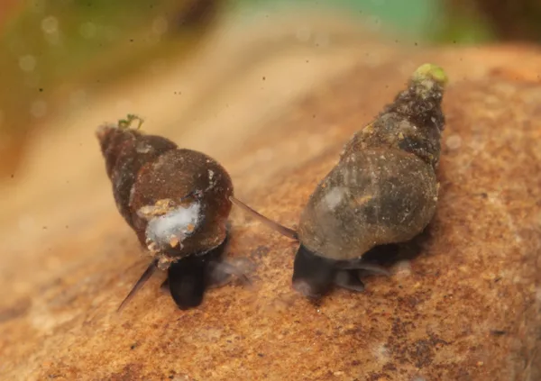 Potamopyrgus antipodarum
