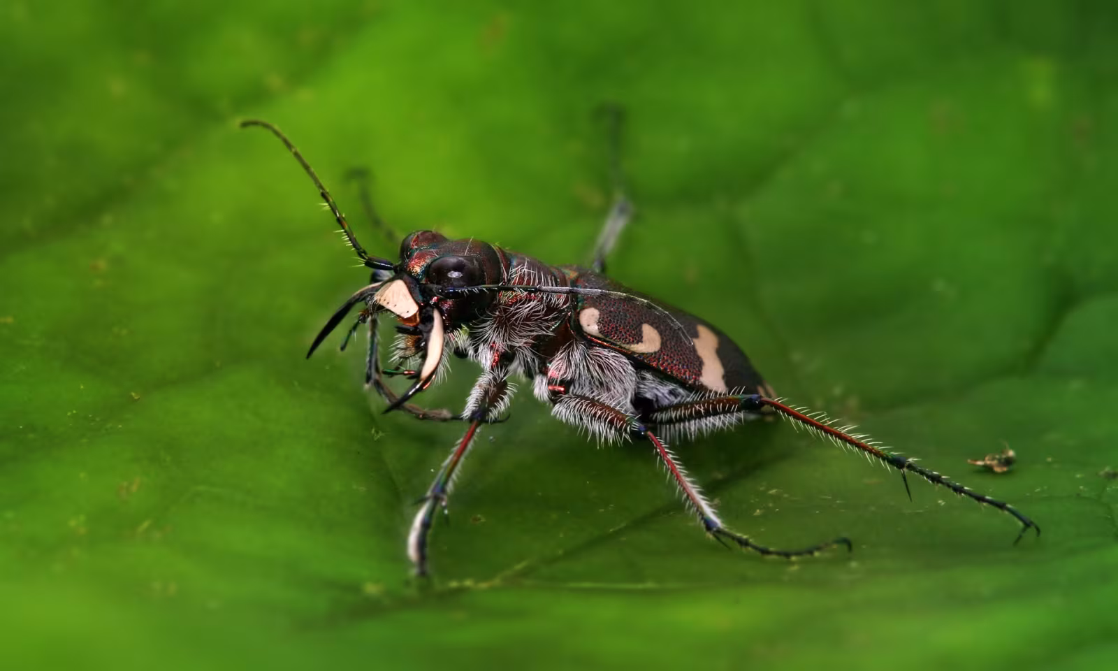 Cicindela hybrida