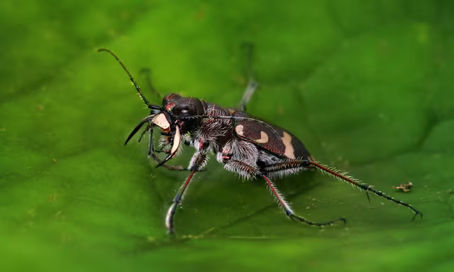 Cicindela hybrida