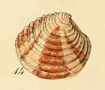 Vongola fasciata