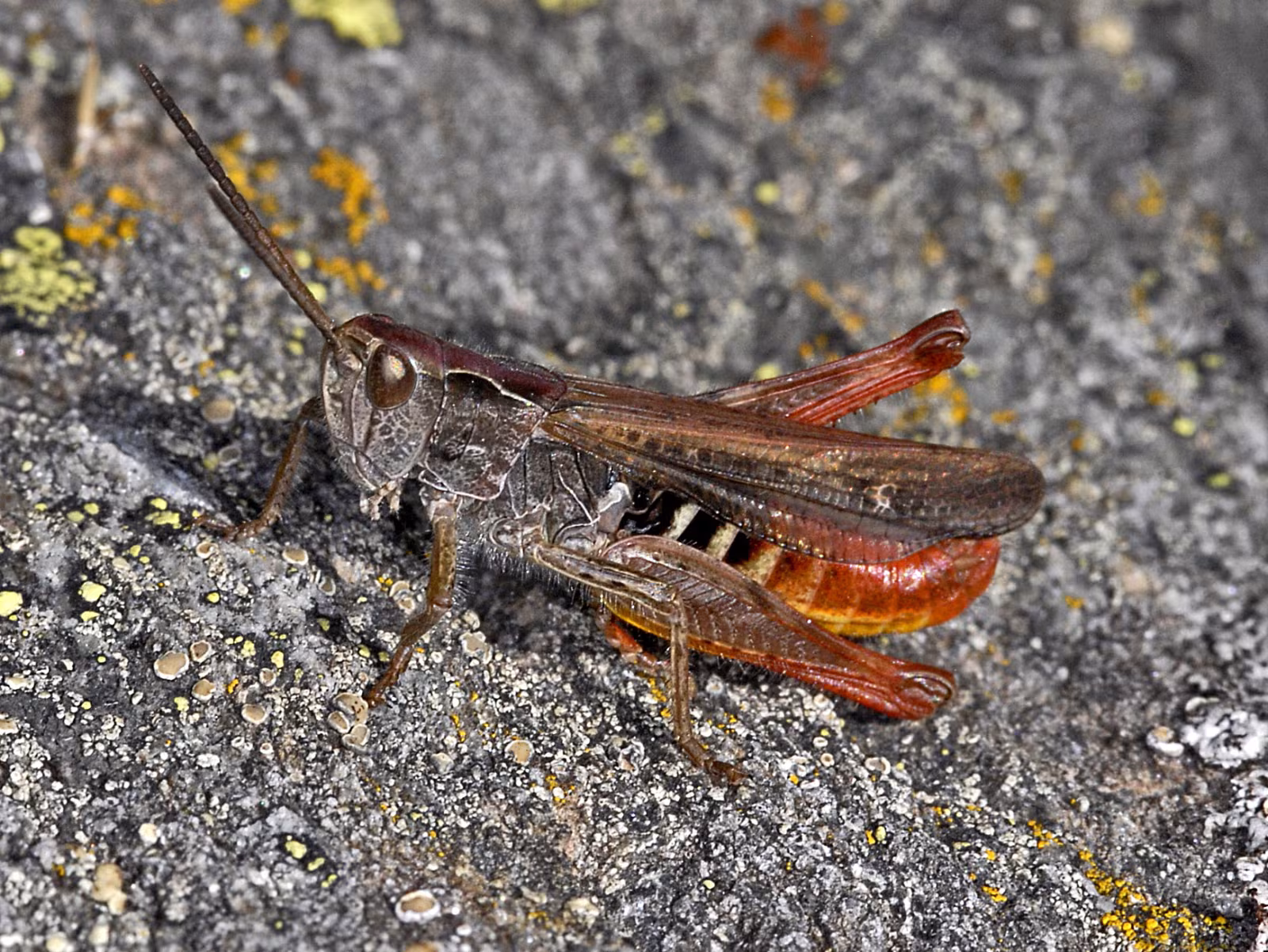 Omocestus rufipes