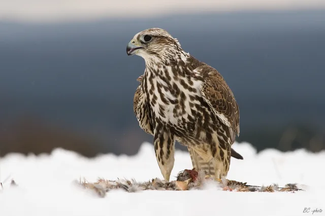 Falco sacro