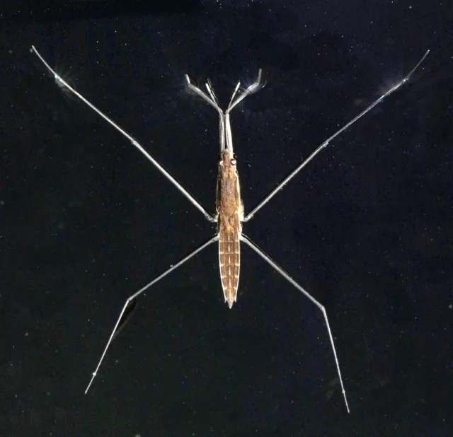 Aquarius najas