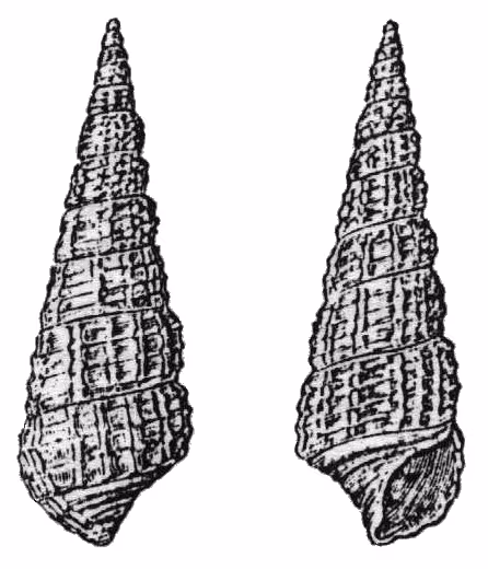 Torretta reticolata