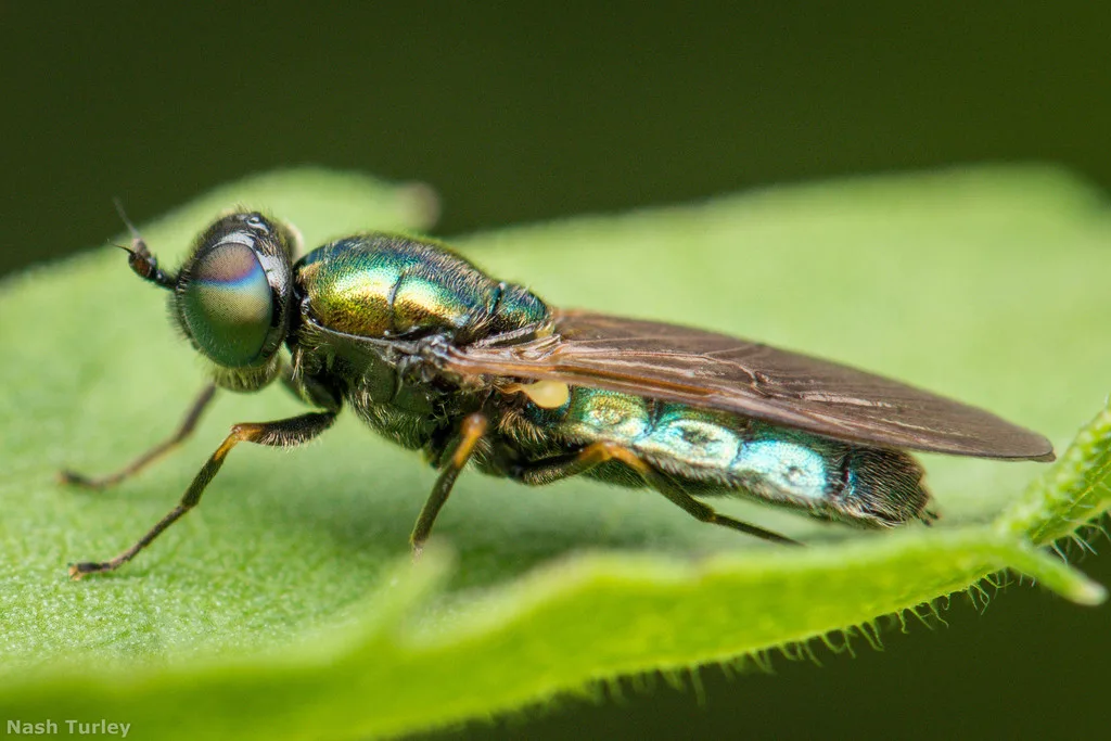 Broad Centurion Fly