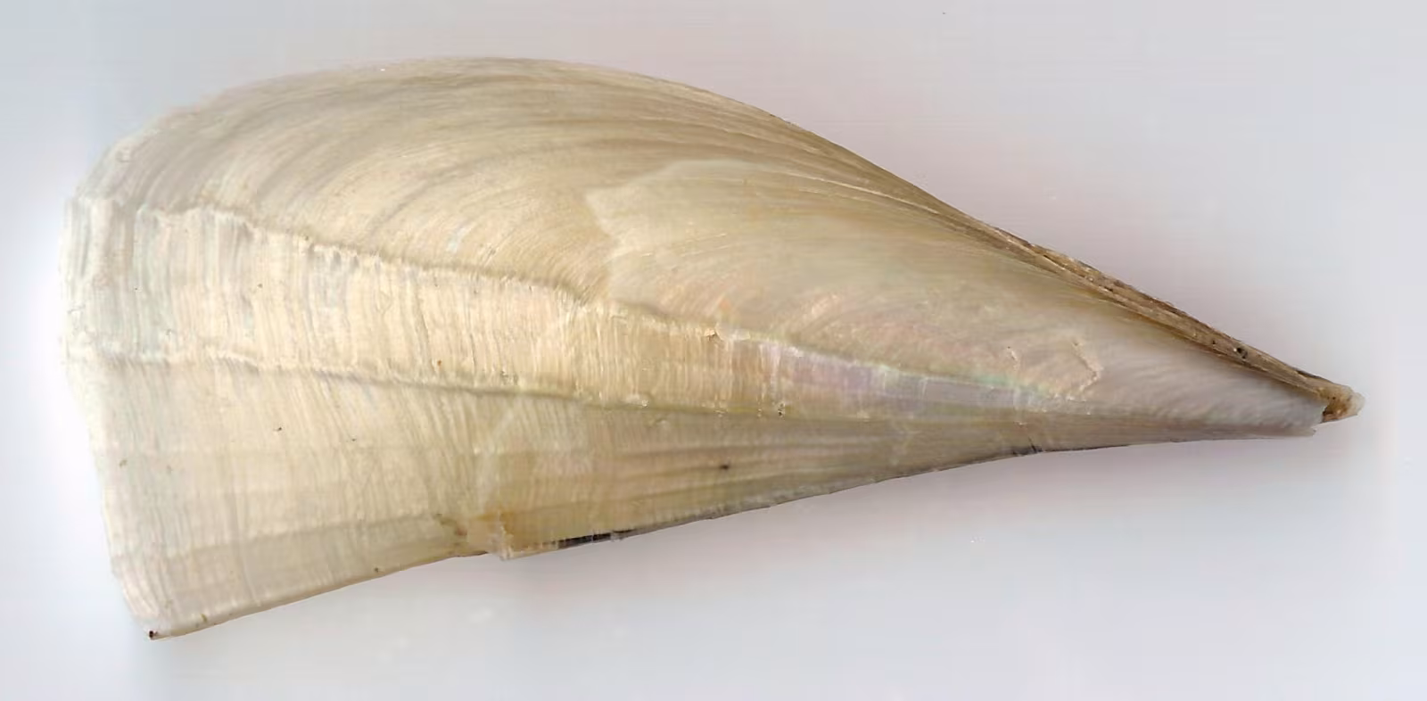 Brittle Pen Shell
