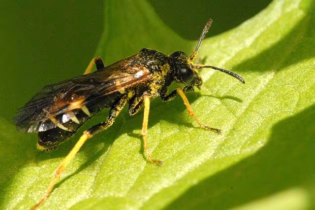 Tenthredo koehleri