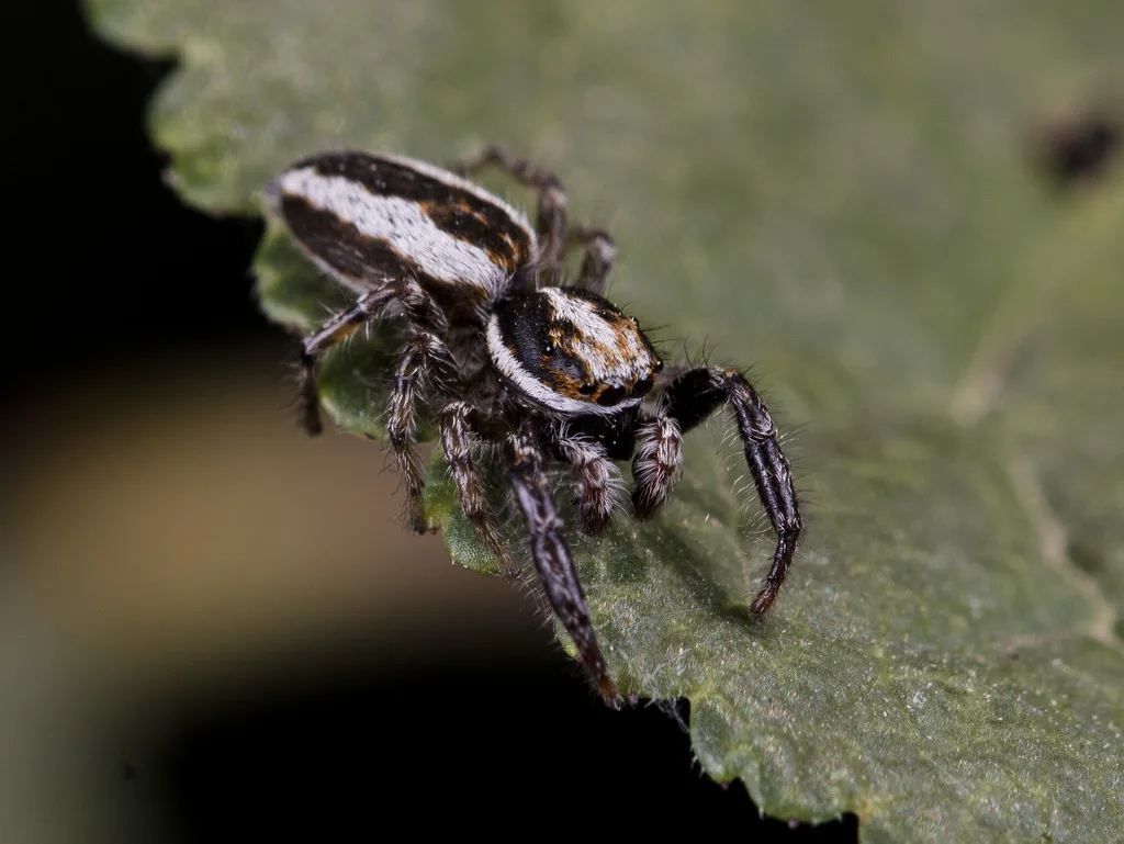 Pseudicius encarpatus