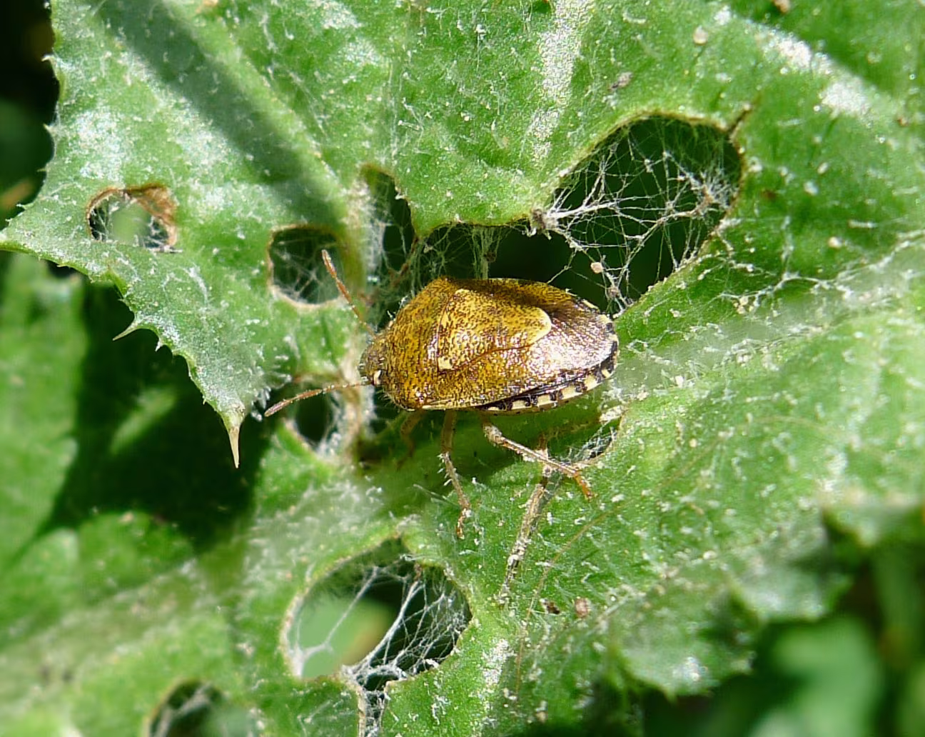 Staria lunata