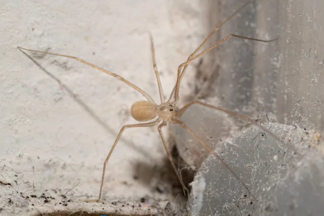 Spermophora senoculata
