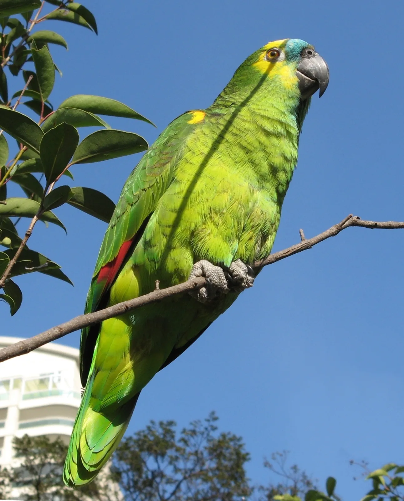 Turquoise-fronted Amazon