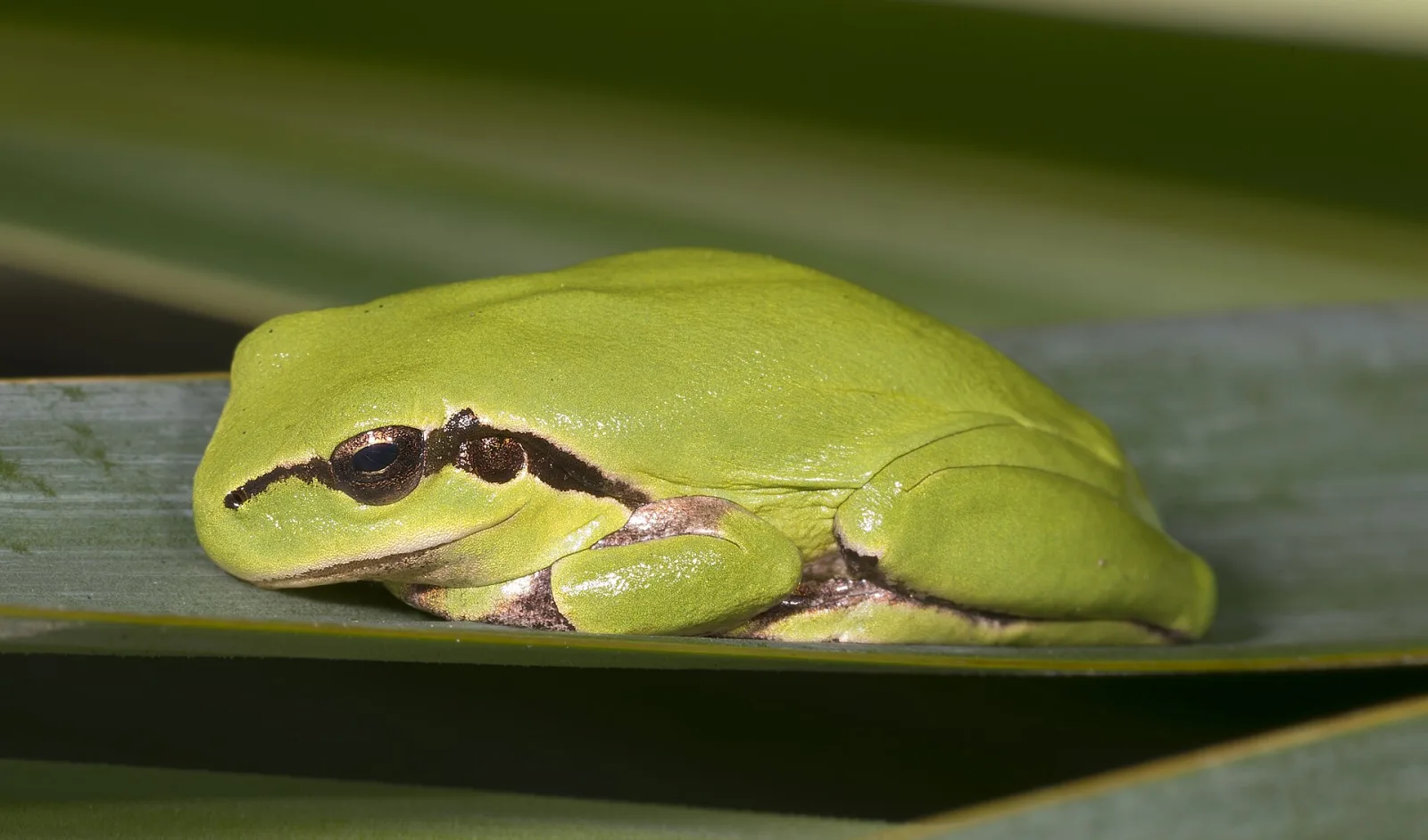 Mediterranean Tree Frog