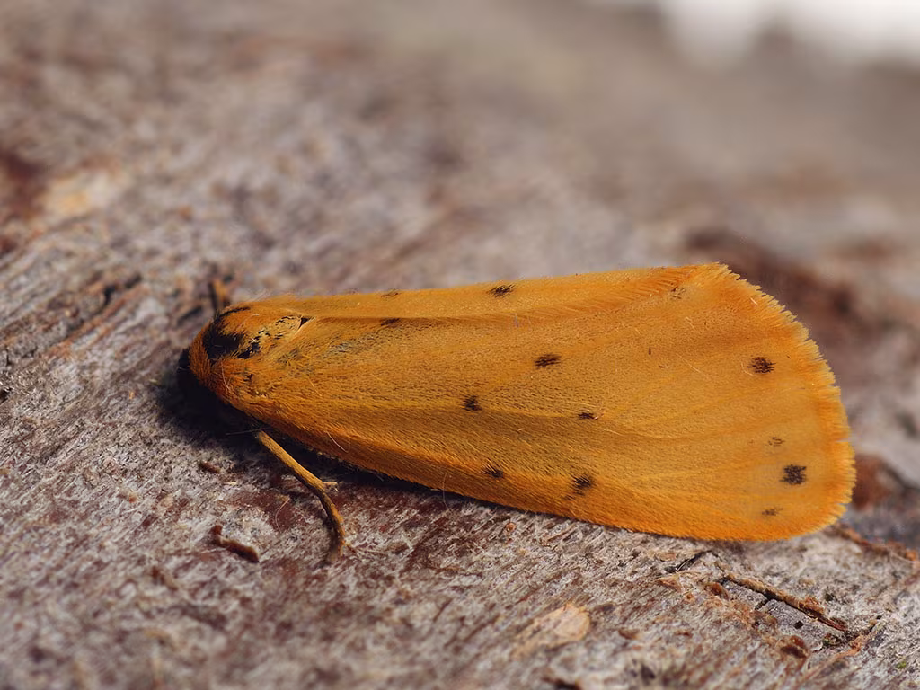 Dew Moth