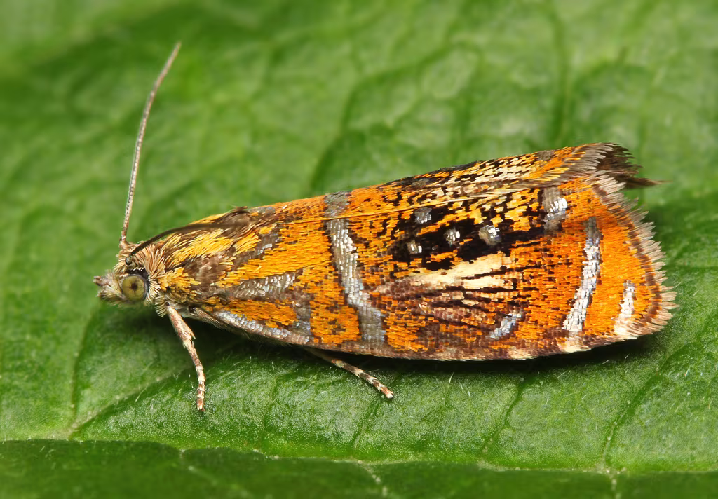 Olethreutes arcuella