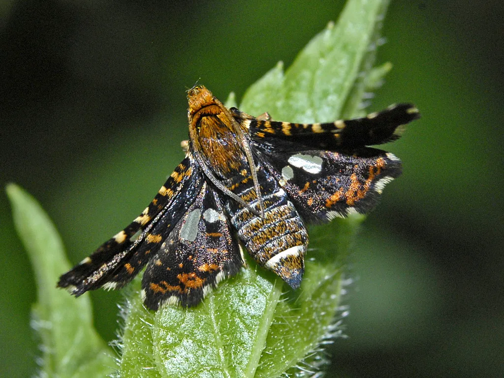 Thyris fenestrella