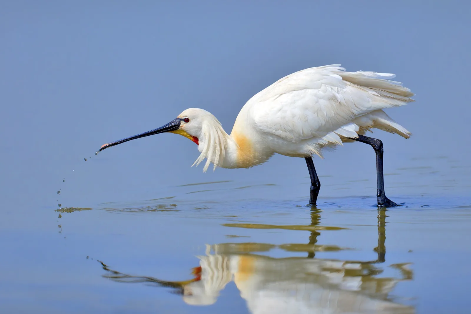 Eurasian Spoonbill