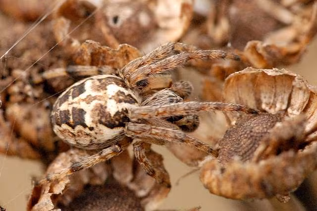 Larinioides patagiatus