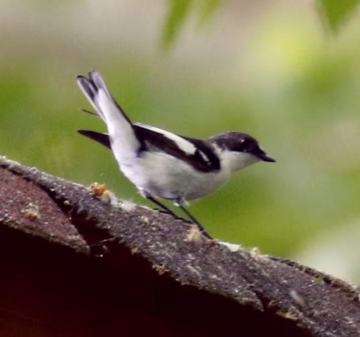 Balia caucasica