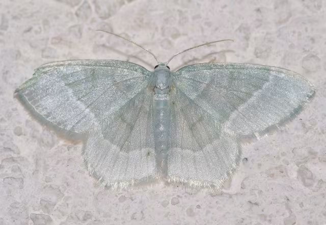 Jodis lactearia