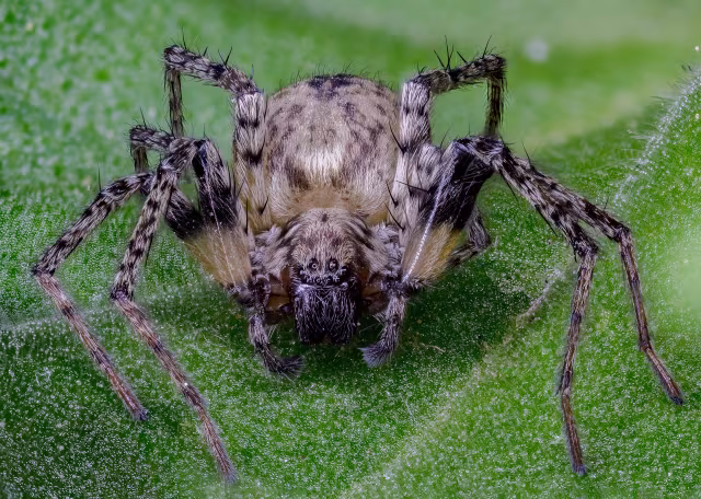 Brigittea civica