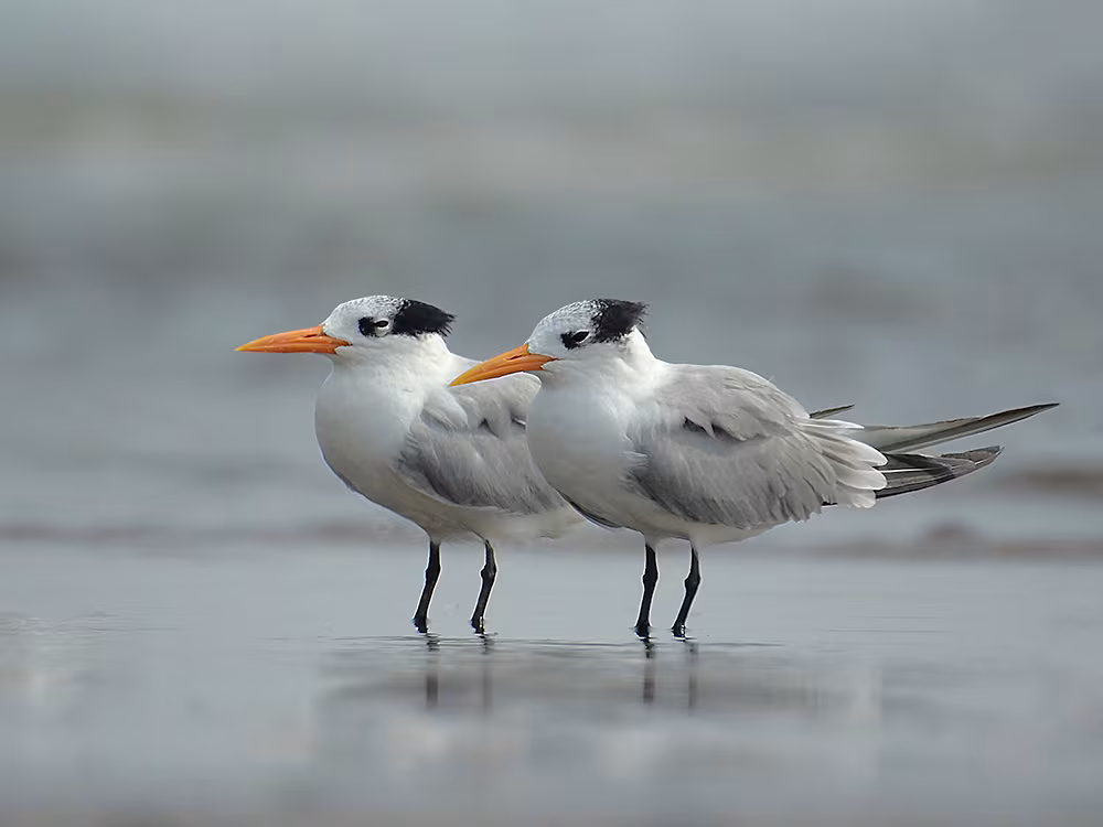 Lesser Crested Tern