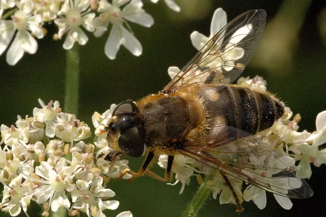 Eristalis pertinax