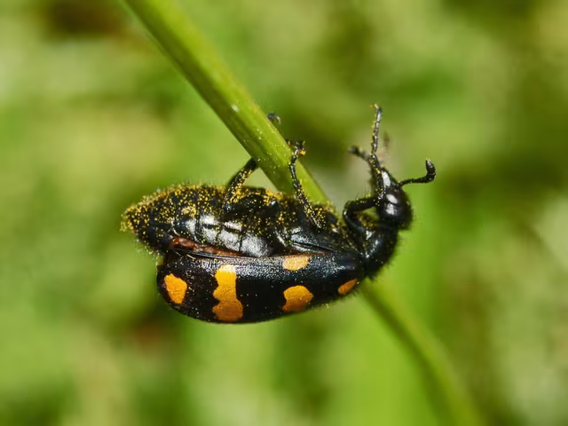 Hycleus polymorphus