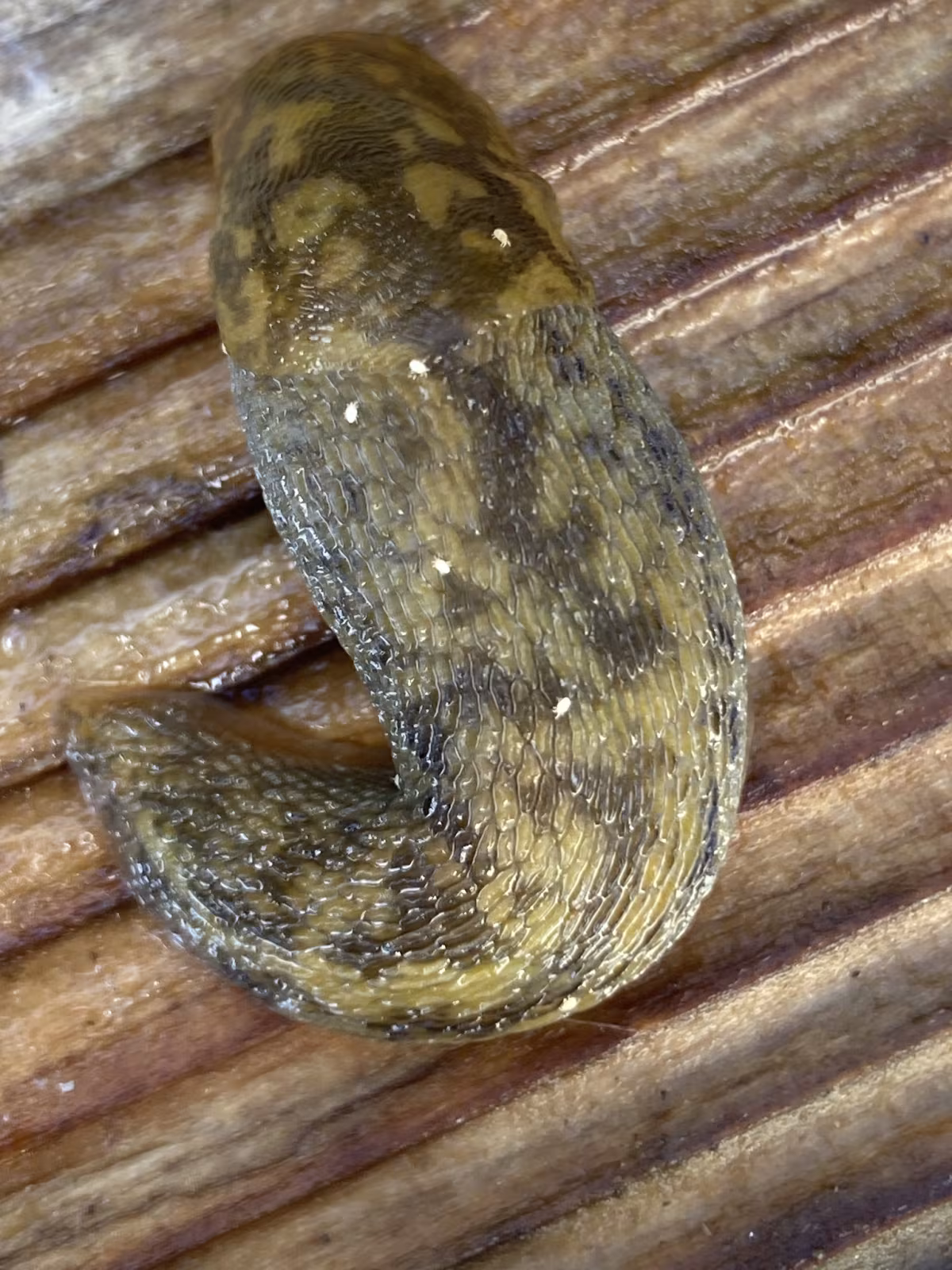 Green Cellar Slug