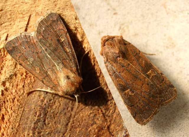 Xestia xanthographa