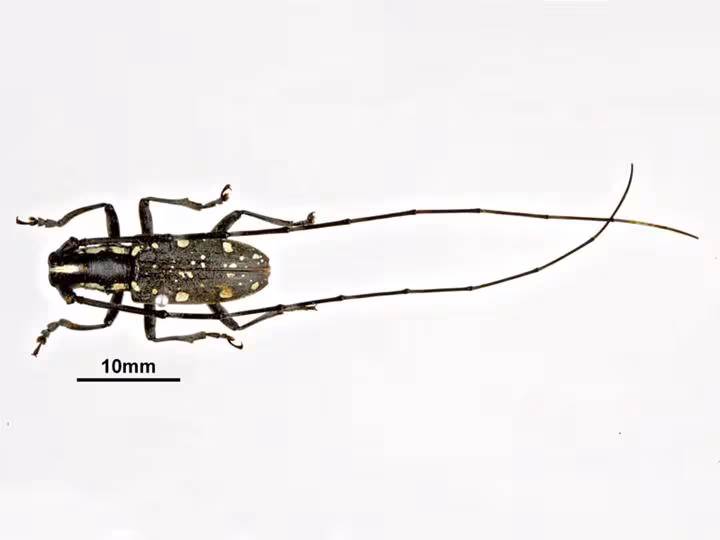 Psacothea hilaris