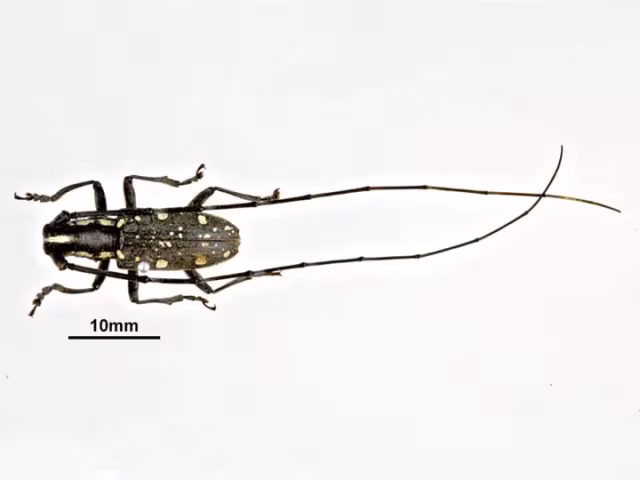 Psacothea hilaris