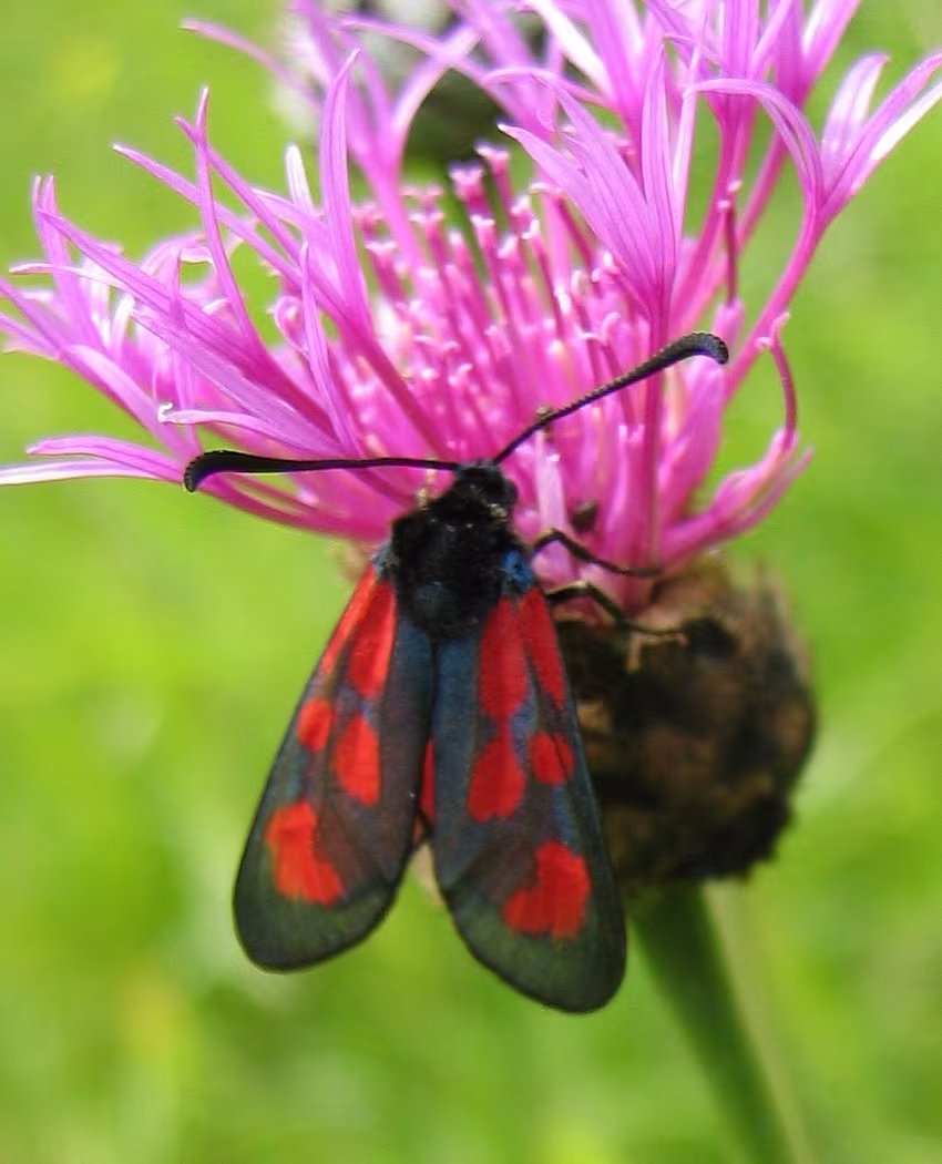 Zygaena loti