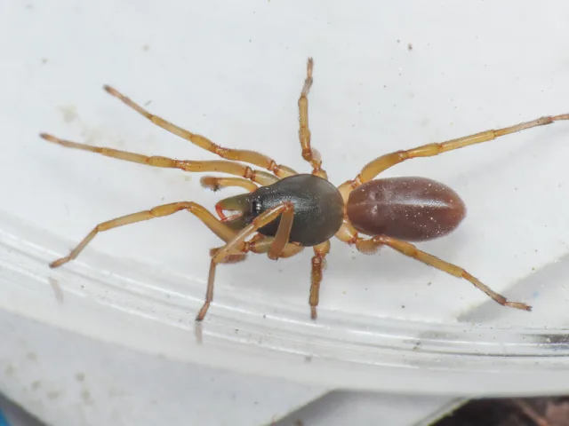 Dysdera centroitalica