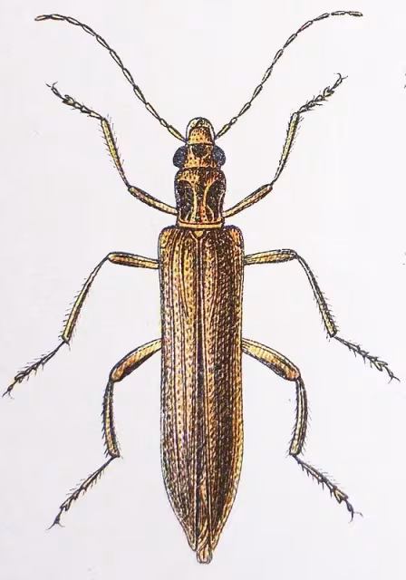 Oedemera femoralis